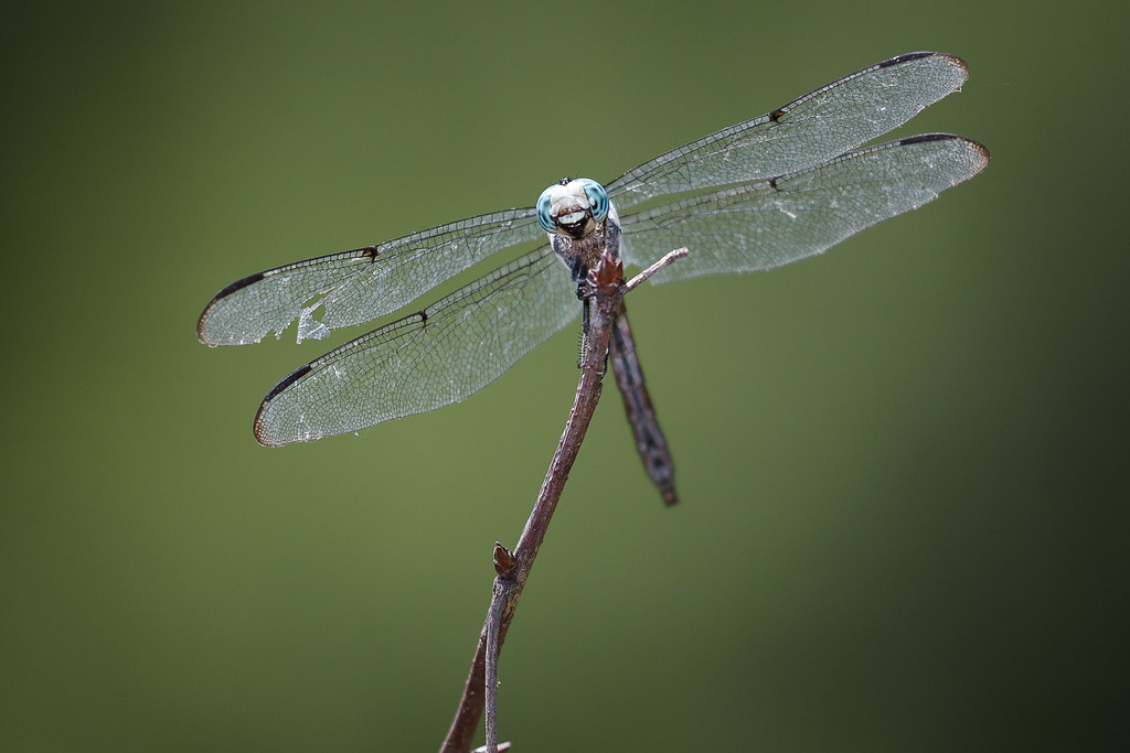 Dragonfly with a damaged wing