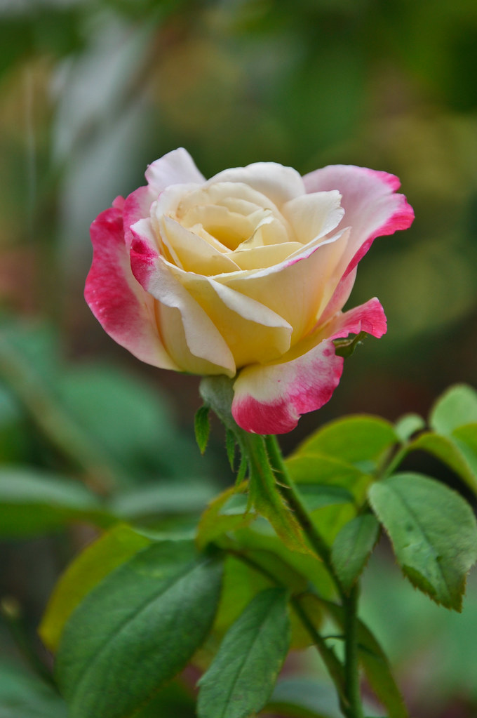 Rose Rose ...
