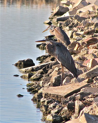 Great Blue Heron with Short-billed Dowitcher 02