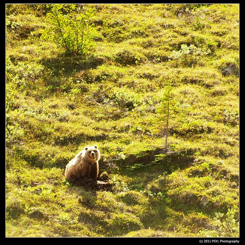 Grizzly bear (Ursus arctos)