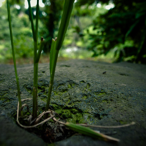 Grass pon Rock, Mukojima Hyakkaen Garden