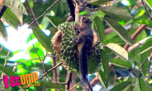 They're durian lovers too: Squirrels and monkeys go for king of fruits at Bt Batok