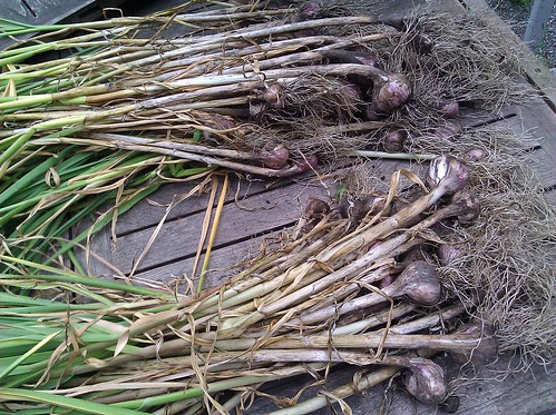 Garlic harvest - could be better, could be worse