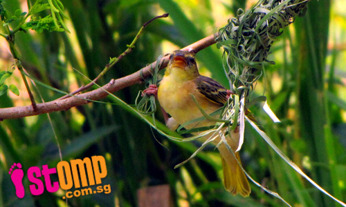 Rare sight: Skillful weaver birds build intricate nest in Punggol