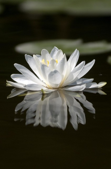 water-lily1