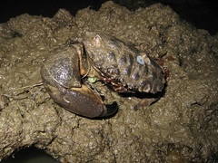 Entangled crab