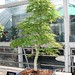 Acer palmatum 'Kanagata'