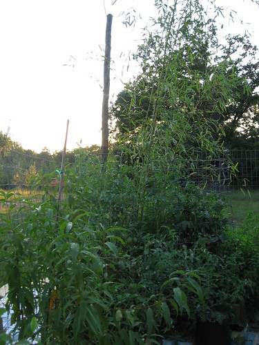 garden, sept 2011 016