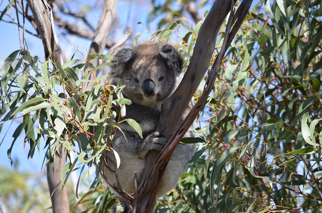 Raymond Island Koala