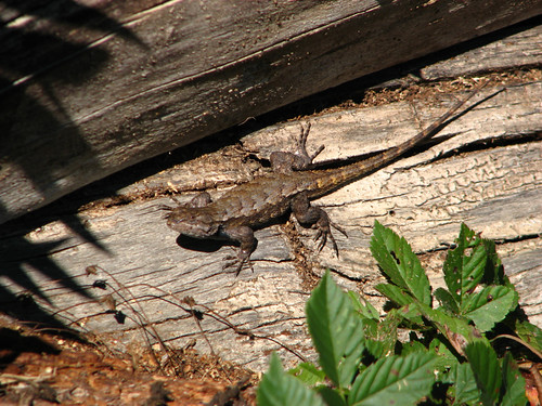 Northern Fence Lizard by paynehollow