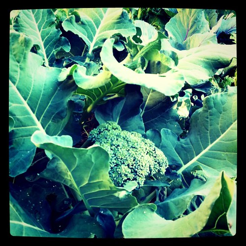 broccoli forest