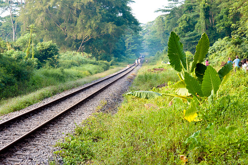 Our Lush green heritage along the rail corridor