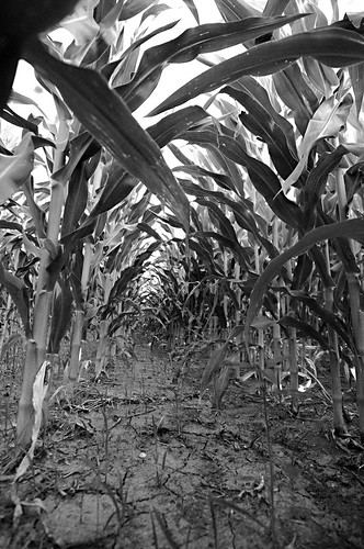 Day 198 - Iowa Corn by Tim Bungert