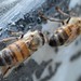 Honeybees Up Close - 3