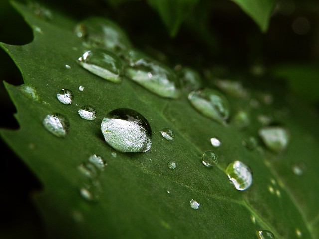 Water drops on the soft leaf