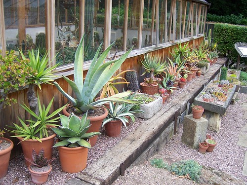 Winterbourne - Agave and Aloe Alley by the arid house by srboisvert