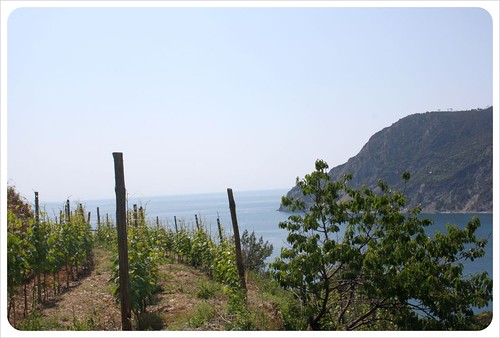 Cinque Terre vineyard & Mediterranean sea