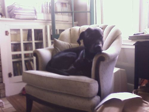 Flynn in the chair