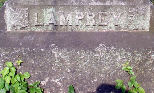 Lamprey by midgefrazel