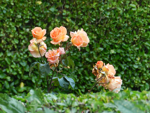 Beautiful roses next door