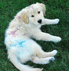 Puppies and Finger Painting, hmmm?
