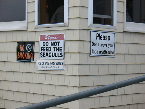 sea gulls are ferocious