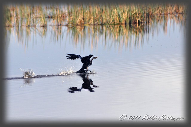 Darter bird skims the lake