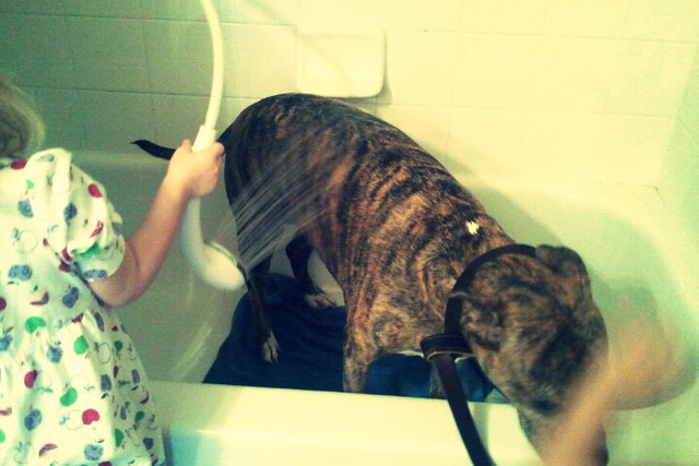 Sophie the Pitbull being sprayed by Cara
