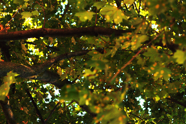Day 345 - Branches and Leaves