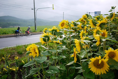 Cycling past sunflowers near Lake Toya, Hokkaido, Japan