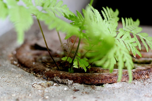 Saturday: fern from the drain