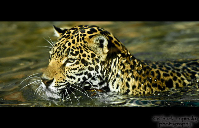 usa cats cinema nature water swimming pod nikon desert bigcat hunter spotted jaguar predator digitalphotography d300 840 mexicanjaguar nikkor70200mmf28 chucklapinsky