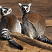 Ring-tailed Lemur, Taronga Western Plains Zoo, Dubbo, New South Wales, Australia IMG_1376_Dubbo