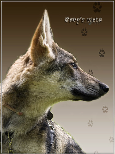 Grey's wolf by cynbb