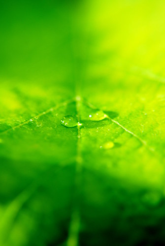 フリー写真素材|花・植物|葉っぱ|グリーン|雫・水滴|