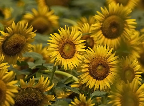 lone star sunflowers by saddleguy