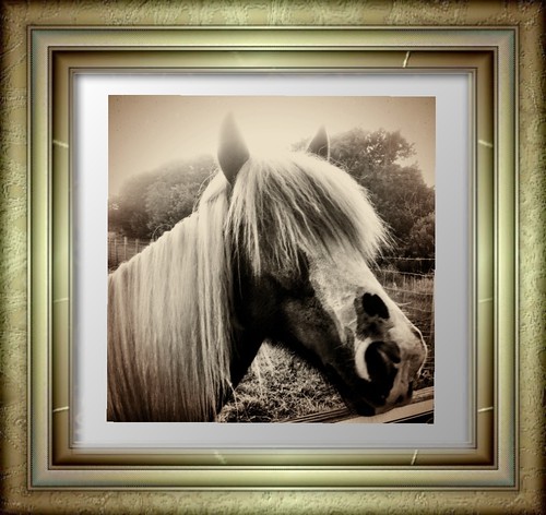 Horse Portrait by bichonphoto