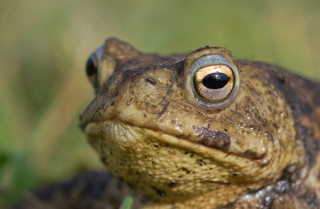 common toad close up