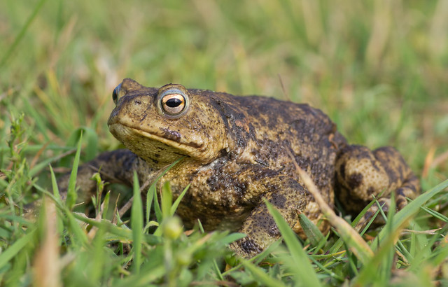 common toad 2