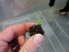 Teeny Weeny soil block seedling