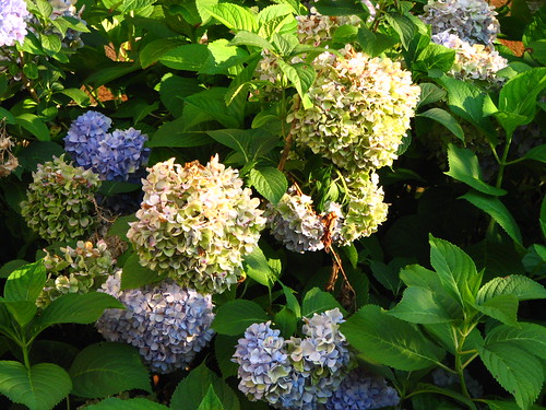 the hydrangeas are ready to pick for dried bouquets