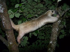 Stretchy anteater