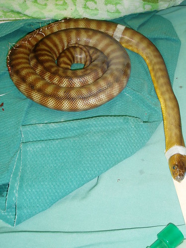 Keeping the snake warm to help it recover from anaesthetic