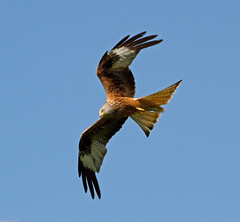 Red Kite 41 by ahisgett, on Flickr