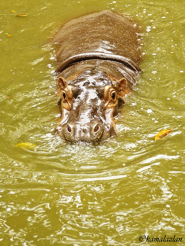 Curious Eyes | Zoo Negara by kamalazlan