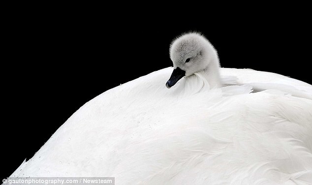 Swanning around on the river  Intimate photos show the Queen’s birds looking after their young cygnets     2