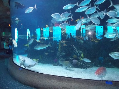 Aquarium Restaraunt 7-19-11