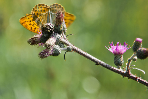 Butterflies on a thistle