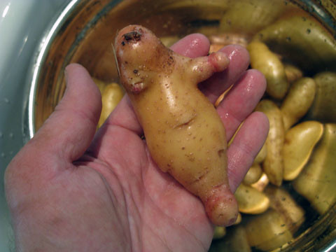 Potato Manatee