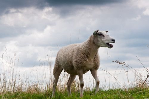 Blatend schaap - Bleating sheep by RuudMorijn